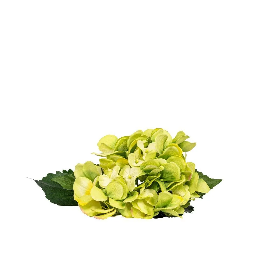 Hydrangea Greenshade - 50cm