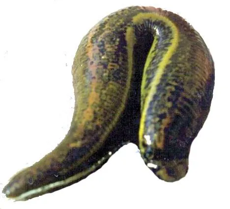 Jumbo Leeches